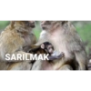 Goril 26