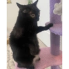Gatito negro 7
