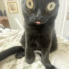 Gatito negro 14