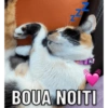 Gata 2 24