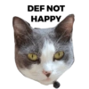 Michi the cat 8