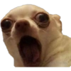 Funny pets 9