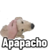 Perritos 8