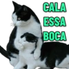 GATINHOS EXPRESSIVOS 😸 14