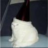 Cats.exe 6