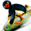 Pingu 🐧 O&M 19