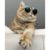 Conteúdo Aleatório De Gato 16