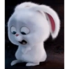 Kelinci Imut 9