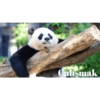 Pandacomics 5