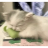 Más Gatitos 7