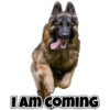 Dog love 6