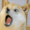 Sticker pack 3 (dogeism) 12