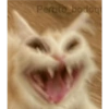 Mister Myocat kawai XD 9