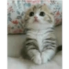 Gatinho de Terno 6
