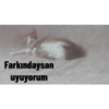 Kedi/Cat Turkish 21