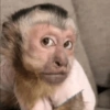 MACAQUINHOS REAÇÕES🐒 9