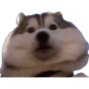 Komik köpek fotoğrafları  12