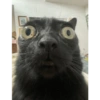 Gatito negro 8