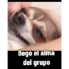 Juanito Chihuahua 11