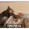 Gatitos 6