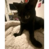 Gatito negro 6