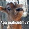 Apa maksudmu?