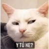 Gatitos 9