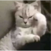 Más Gatitos 9