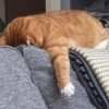🐱🐾🐈 Cats lV  🐈🐾🐱 26