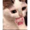 Gatitos   5