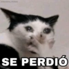 🐱 El Gatito Tuyo Que Tenía 😿 6