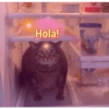 Gatos.anonimos 25