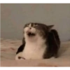 Cats.exe 10