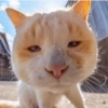 🐱🐾🐈 Cats ll 🐈🐾🐱 18