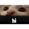 Cats.exe 17