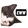 Michi the cat 9
