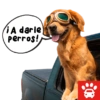 Mi Copiloto Perrón 6