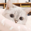 ✨🌸gatito blanco🌸✨ 19