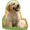Perritos mal recortados 9
