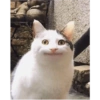 Cats.exe 13