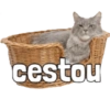 🐱🐾🐈 Cats ll 🐈🐾🐱 16