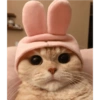 Gatinhos 5