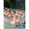 Peek a boo animals 🐶🐱🦊🐻🐯🦁🦈 18