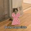 Gatitos 9