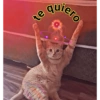 Gatos.anonimos 21