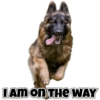 Dog love 5
