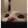 Gatinhos 8