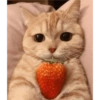 Gatinhos 7