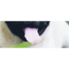 LOUD BABI 2 7