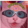 Gatos.anonimos 16